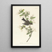 Pioui des bois - John James Audubon — gerahmtes Bild an der Wand