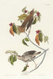 Grive des bois - John James Audubon — Ansicht des Kunstwerks