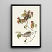 Grive des bois - John James Audubon — gerahmtes Bild an der Wand