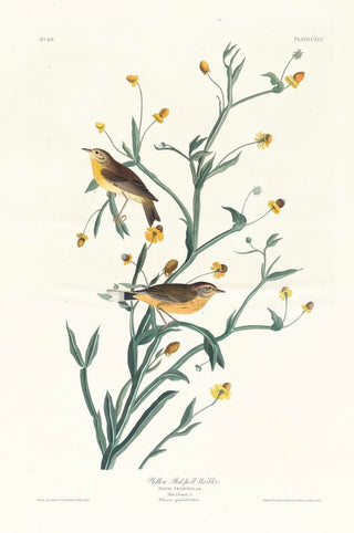 John James Audubon - Yellow redpoll warbler.webp
