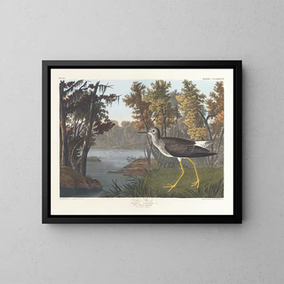 John James Audubon - Yellow shank.webp
