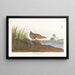 Râle à poitrine jaune - John James Audubon — gerahmtes Bild an der Wand