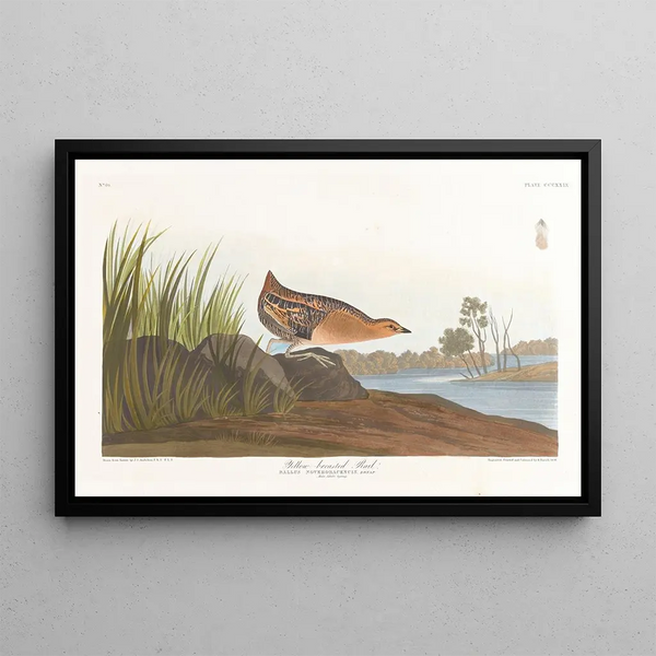 Râle à poitrine jaune - John James Audubon — gerahmtes Bild an der Wand