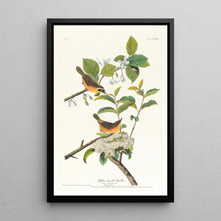 John James Audubon - Yellowbreasted warbler.webp
