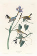 Paruline à couronne jaune - John James Audubon — Ansicht des Kunstwerks