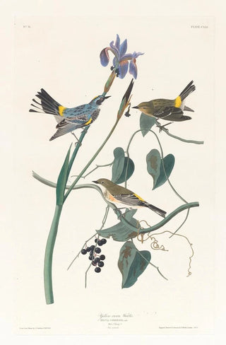 John James Audubon - Yellowcrown warbler.webp