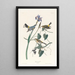 Paruline à couronne jaune - John James Audubon — gerahmtes Bild an der Wand