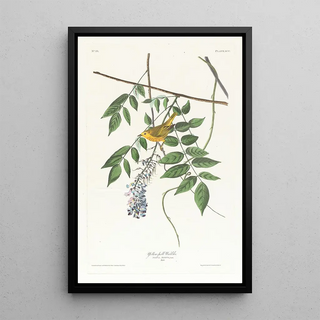 John James Audubon - Yellowpoll warbler.webp