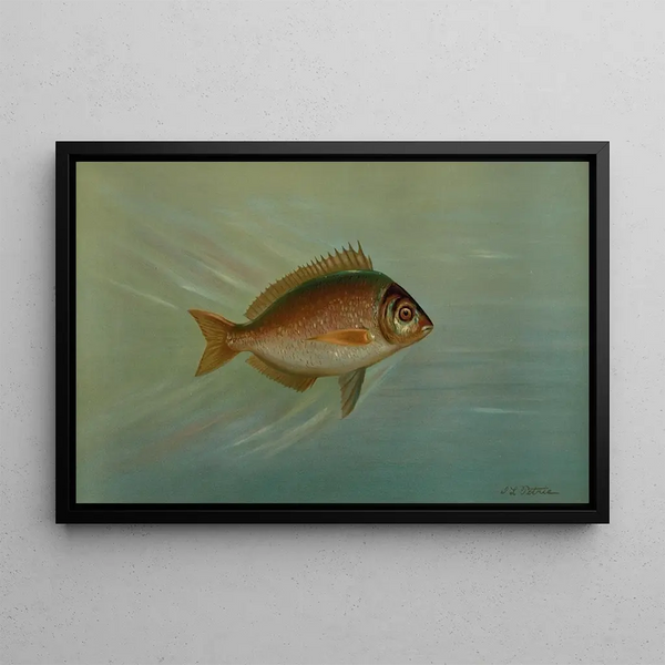 John L Petrie - The Blackfish or Tautog Tautoga onitis.webp