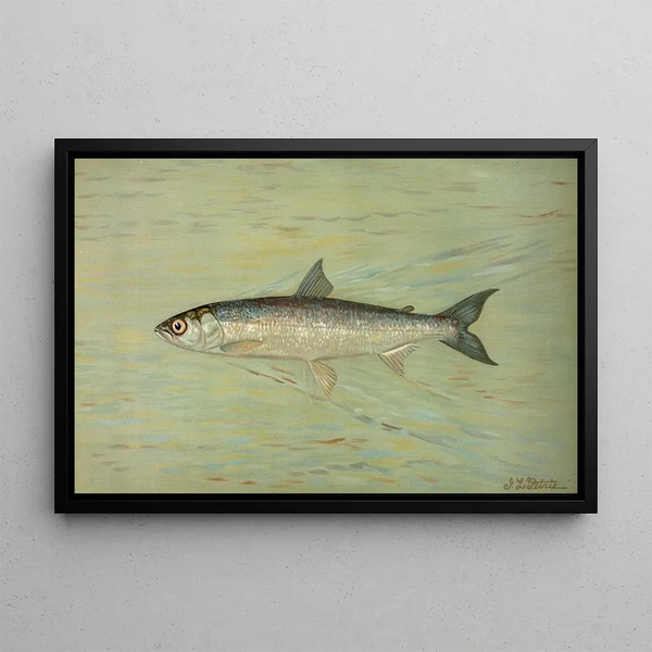 Le Cisco du lac Léman, Wis Argyrocomus artedi sisco - John L. Petrie — gerahmtes Bild an der Wand