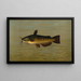 Der Chabot Commun oder Wels Cornu Amiurus nebulosus - John L. Petrie — gerahmtes Bild an der Wand