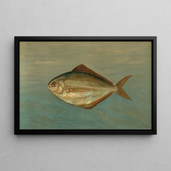Der Dollar-Fisch oder Butter-Fisch, Rhombus triacanthus - John L. Petrie — gerahmtes Bild an der Wand