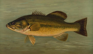 John L Petrie - The LargeMouthed Black Bass Micropterus salmoides.webp