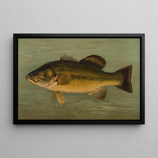John L Petrie - The LargeMouthed Black Bass Micropterus salmoides.webp