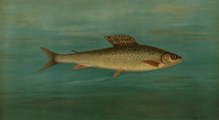 John L Petrie - The Montana Grayling Thymallus signifer montanus.webp