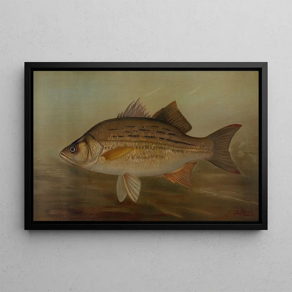 John L Petrie - The Pike Lucius lucius.webp