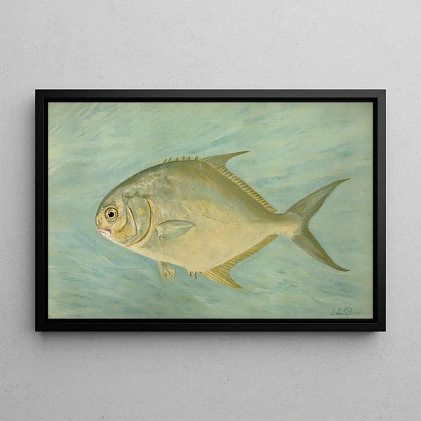 John L Petrie - The Pompano Trachinotus carolinis.webp