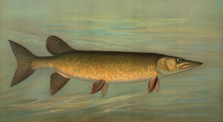 John L Petrie - The Rock Bass Ambloplites rupestris.webp