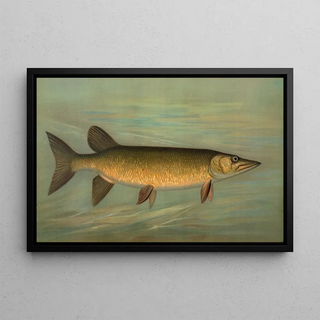 John L Petrie - The Rock Bass Ambloplites rupestris.webp