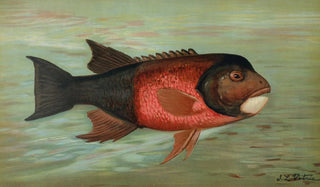 John L Petrie - The Sacramento Pike Squawsfish or Yellow belly Ptychocheilus oregonensis.webp