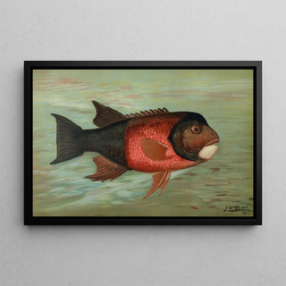 John L Petrie - The Sacramento Pike Squawsfish or Yellow belly Ptychocheilus oregonensis.webp