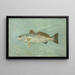 Die gefleckte Meeresforelle Cynoscion maculatum - John L. Petrie — gerahmtes Bild an der Wand