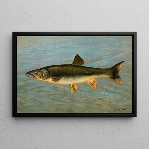 Le mulet rayé Mugil brasiliensis - John L.. Petrie — gerahmtes Bild an der Wand