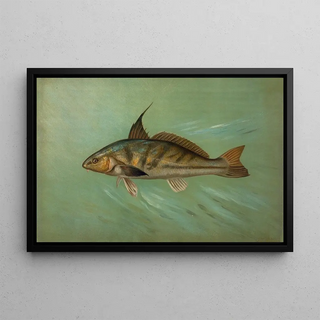 John L Petrie - The Weakfish or Squeteague Cynoscion regale.webp