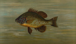 John L Petrie - The White or Silver Bass Roccus chrysops.webp