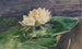 Seerose - John La Farge — Ansicht des Kunstwerks