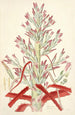 Collectanea botanica Pl01 - John Lindley — Ansicht des Kunstwerks