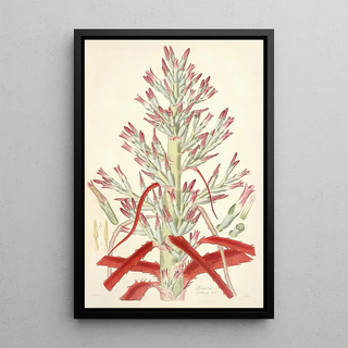 John Lindley - Collectanea botanica Pl01.webp