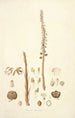 Collectanea botanica Pl05 - John Lindley — Ansicht des Kunstwerks