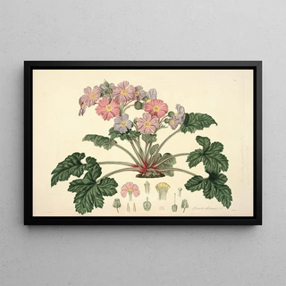 John Lindley - Collectanea botanica Pl07.webp