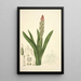 Collectanea botanica Pl08 - John Lindley — gerahmtes Bild an der Wand