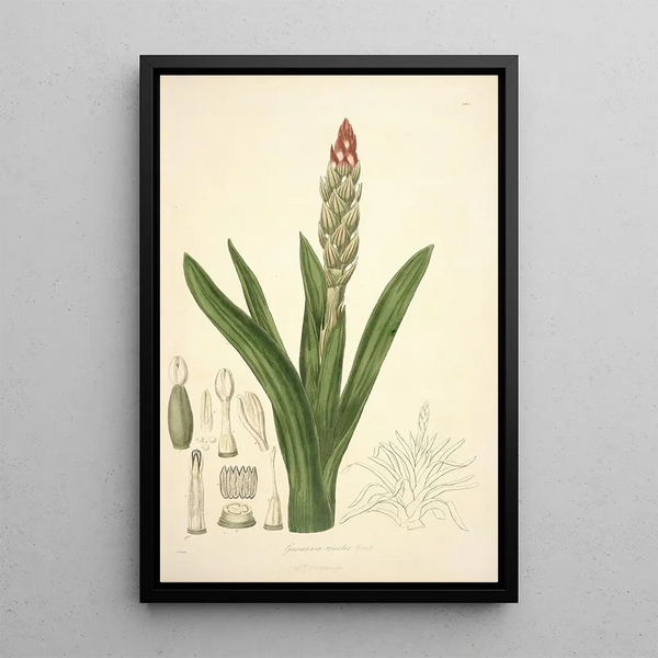 John Lindley - Collectanea botanica Pl08.webp