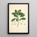 Collectanea botanica Pl09 - John Lindley — gerahmtes Bild an der Wand