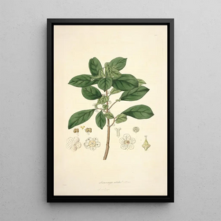 John Lindley - Collectanea botanica Pl09.webp