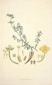 Collectanea botanica Pl10 - John Lindley — Ansicht des Kunstwerks