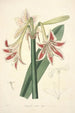 Collectanea botanica Pl12 - John Lindley — Ansicht des Kunstwerks