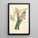 Collectanea botanica Pl12 - John Lindley — gerahmtes Bild an der Wand