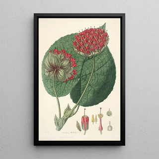 John Lindley - Collectanea botanica Pl14.webp