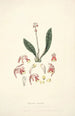 Collectanea botanica Pl15 - John Lindley — Ansicht des Kunstwerks