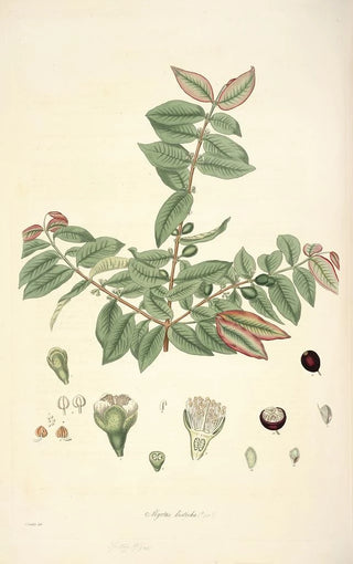 John Lindley - Collectanea botanica Pl19.webp