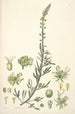 Collectanea botanica Pl22 - John Lindley — Ansicht des Kunstwerks