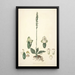Collectanea botanica Pl25 - John Lindley — gerahmtes Bild an der Wand
