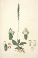 Collectanea botanica Pl25 - John Lindley — Ansicht des Kunstwerks