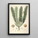 Collectanea botanica Pl26 - John Lindley — gerahmtes Bild an der Wand