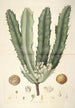 Collectanea botanica Pl26 - John Lindley — Ansicht des Kunstwerks