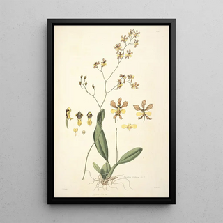 John Lindley - Collectanea botanica Pl27.webp